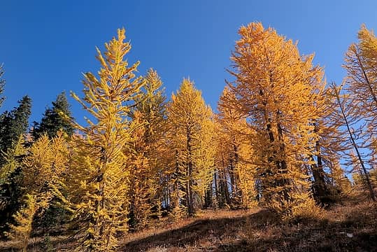 more Crow Hill larches