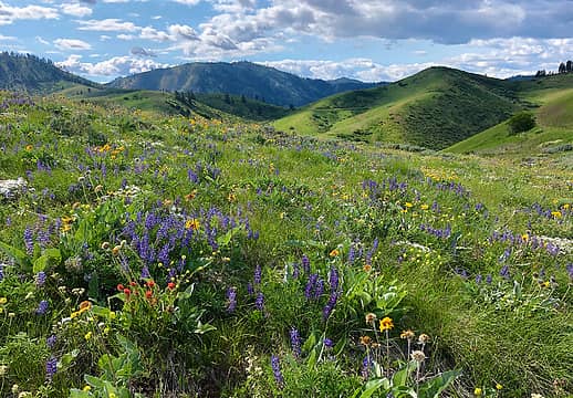 Wildflowers return to Cashmere Canyons Preserve  Nancyann