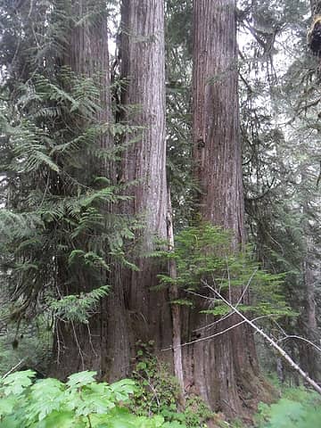 three ginormous cedars