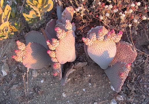 Cactus at first light...