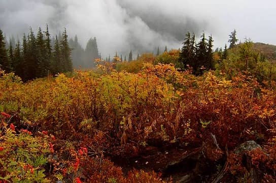Fall color and fog on Goat Mt