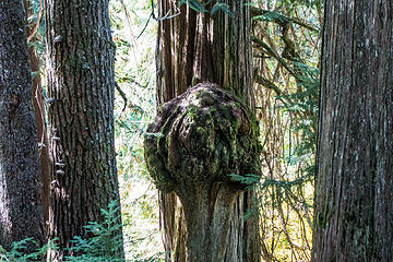 bear face tree