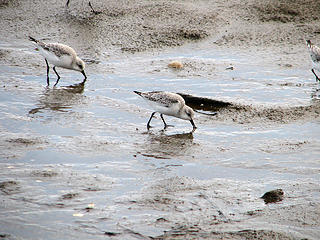 shore-birds2