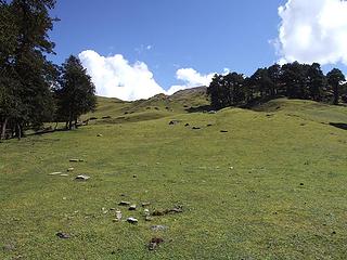 Alpine meadow above Auli