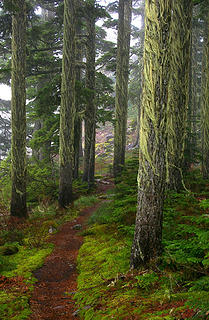 Trail through forest of silver fir draped with lichen (Quark)
