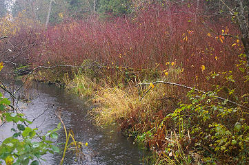 Echo red_osier and creek