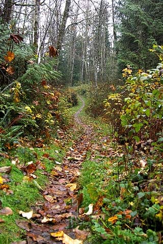 Echo trail