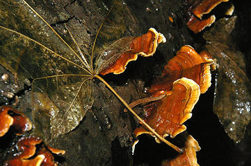 Echo transparent leaf and fungus