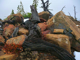 Burnt log and rocks on the Iron Peak ridge line