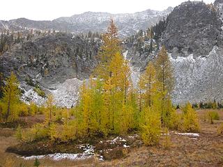 Another larch grove