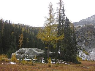 Boulder and tall larch