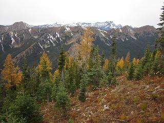 Dakobeds and larches