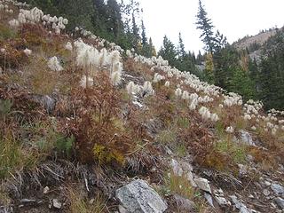 Hillside anemone