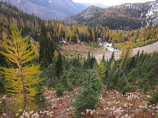 Meadow larches