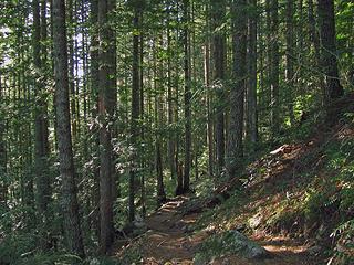 Wooded trail scene