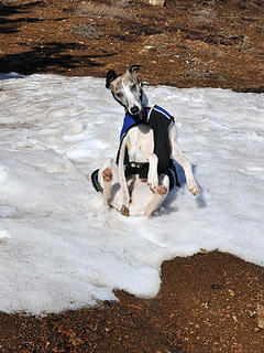 Yes, ever more snow rolling whippets