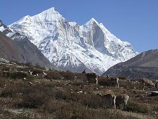Ibex at Bhojbasa with the Bhagirathi Peaks in the background