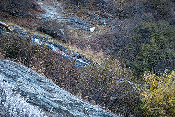 goats across the falls, climbed about 600-700 ft so far