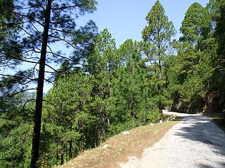 Pine trees along the road to Barkot