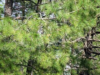 Chir pine