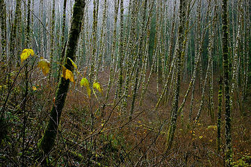 Alders at beginning of trail