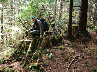 Cedar stump_note_right end is at the farthest dark tree