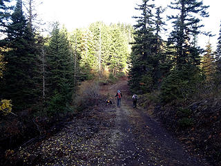 The trail drops to a logging road for a short distance.