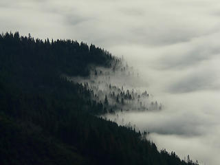 Where cloud sea meets forest