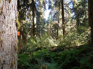 Upper Crossing Way Trail Queets Valley 090518 04