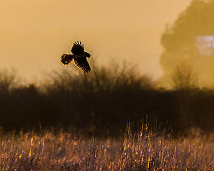 Harrier Hunting in Tall Grass