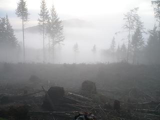mist lifting from a recent logging operation on Washington state DNR land in western Washington