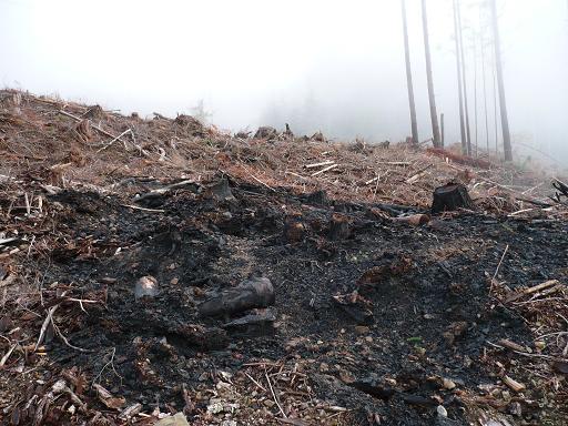 burnt slash pile on Washington DNR land in recent logged area east of Lake Whatcom.  Looks bad now but it'll grow back soon and it's a lot better than houses and driveways.