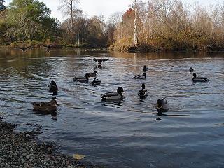 Ducks galore