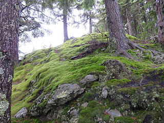 Thick moss covers the upper mountain. Looks steep (yes) and slippery, but is easy.  Hobbits sightings today: 0
