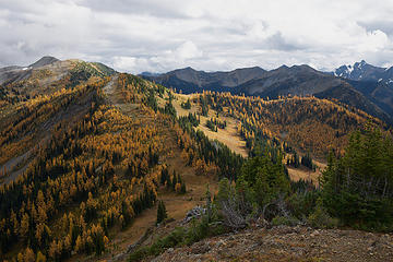 Windy Buffalo looks over Larches