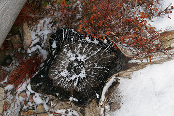 Frozen stump along the Sherman Peak Loop, Kettle River Range, Washington.