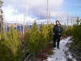 Tanner among young lodgepole pines