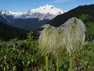 Anemone and Glacier Peak (kyled)