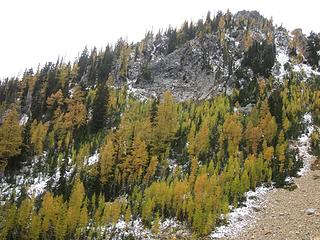 Slope larches