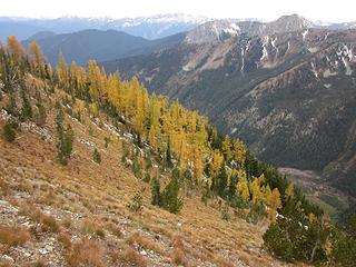 Larches on the slope