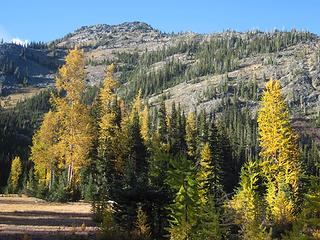The larch meadow