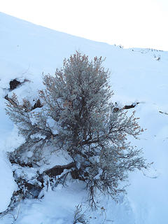 The desert brush was awesome in the snow.
