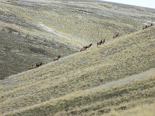 Elk on south facing slopes