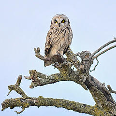Short-eared owl 2