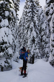 The Commonwealth Basin snowshoe immediately enters beautiful forest