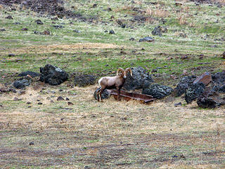 Washington Rocky Mountain Elk and Big Horn Sheep