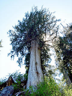 Big cedar at Nordrum lake