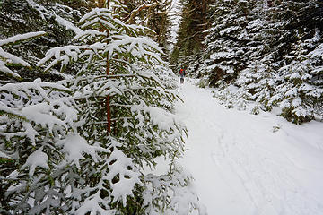 1- Red spruce corridor (selfie; photo taken on return)