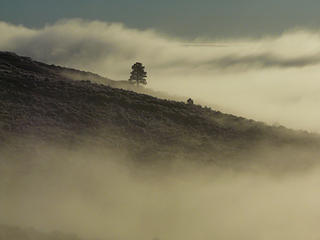 Lone ponderosa pine near the cloud sea boundary