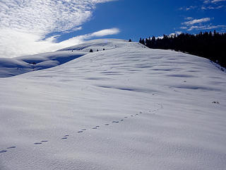 Ski tracks on the final slopes below Umtanum Ridge.